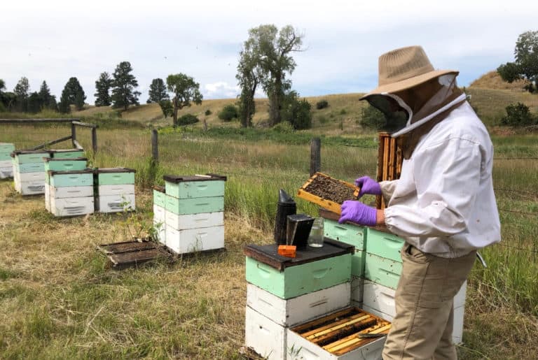 A beekeeper tending their hives