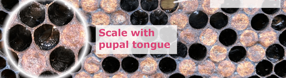 AFB scale with pupal tongue