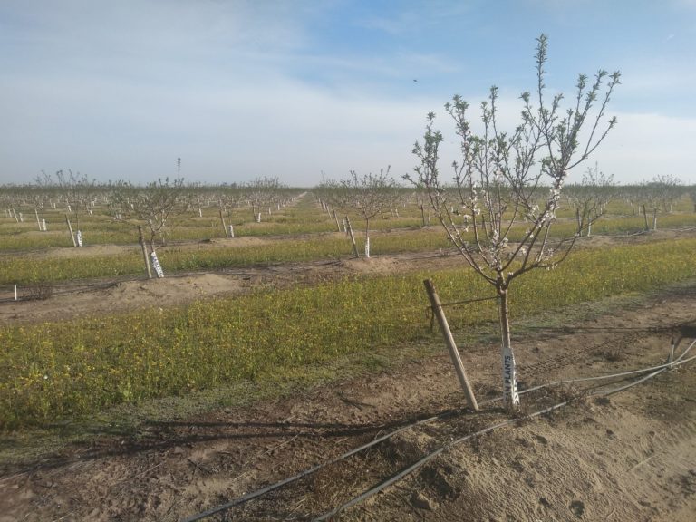 A young almond orchard in the central valley of California that has been sown with mustard between rows to provide supplemental bee forage. Dry conditions during bloom in 2020 have led to very small plants and minimal bee interest in orchards like this one that use drip line irrigation to conserve water for the trees.