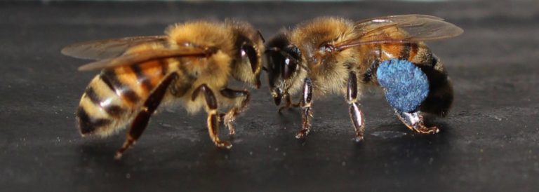Two honey bees stand face to face, one with blue pollen
