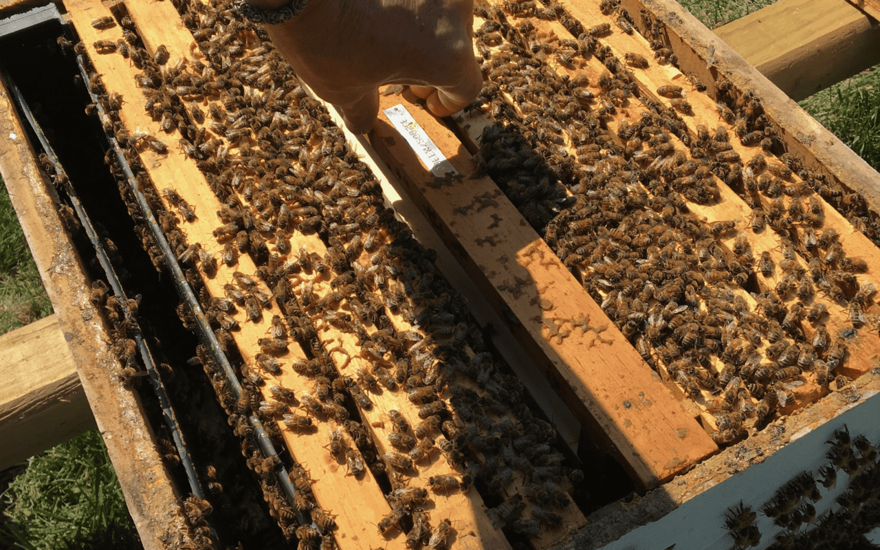 Beekeeper’s Stewardship Practices and the Colony Loss Survey