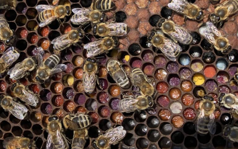 Honey Bees on comb. Cells of comb are colored variations of red, yellow, and orange due to various pollens stored.