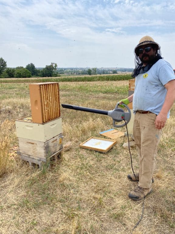 Commercial beekeeper blowing out bees