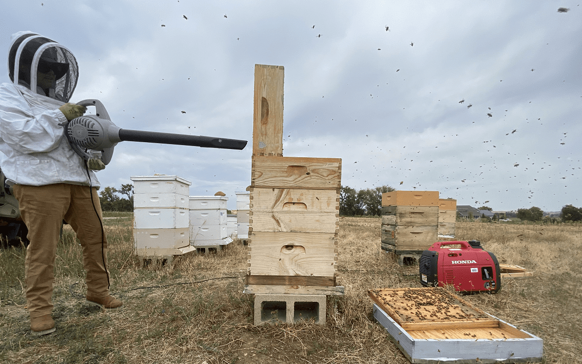 Blowing honey bees out of honey supers