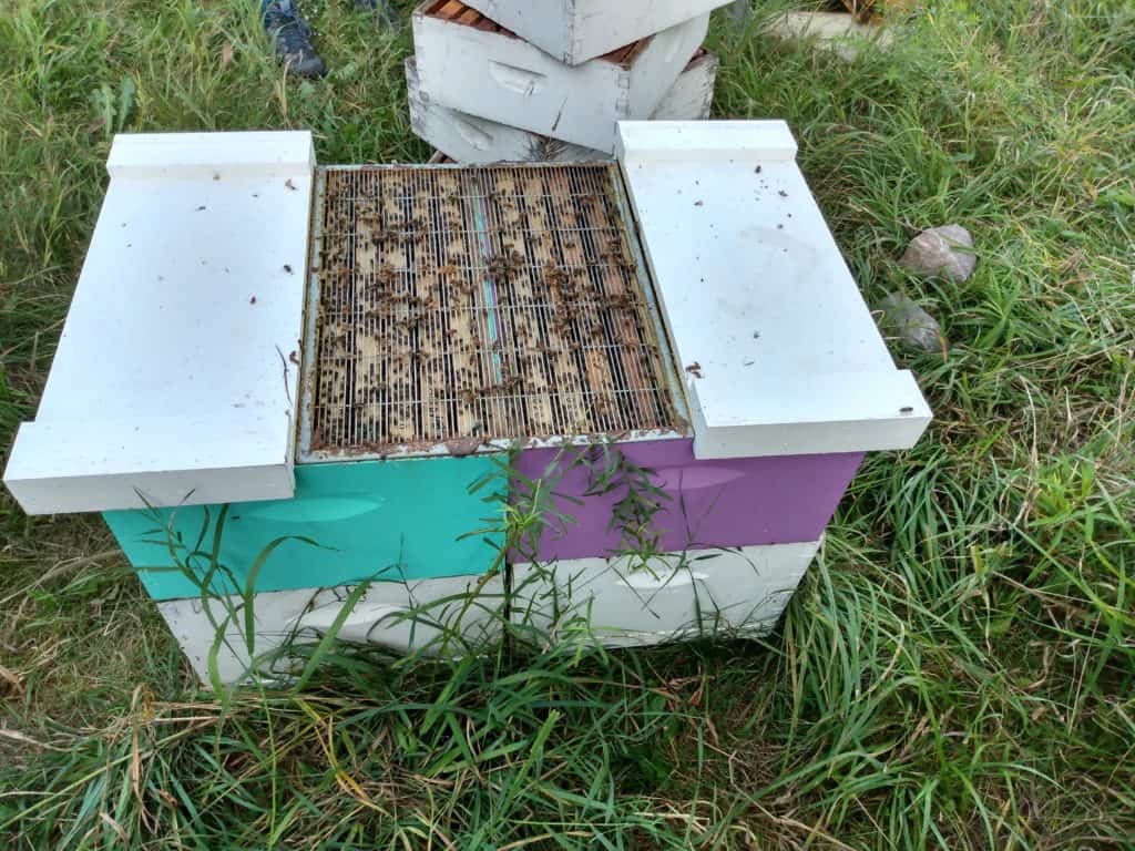 One Colony or Two? How Hives Can Share – Bee Informed Partnership