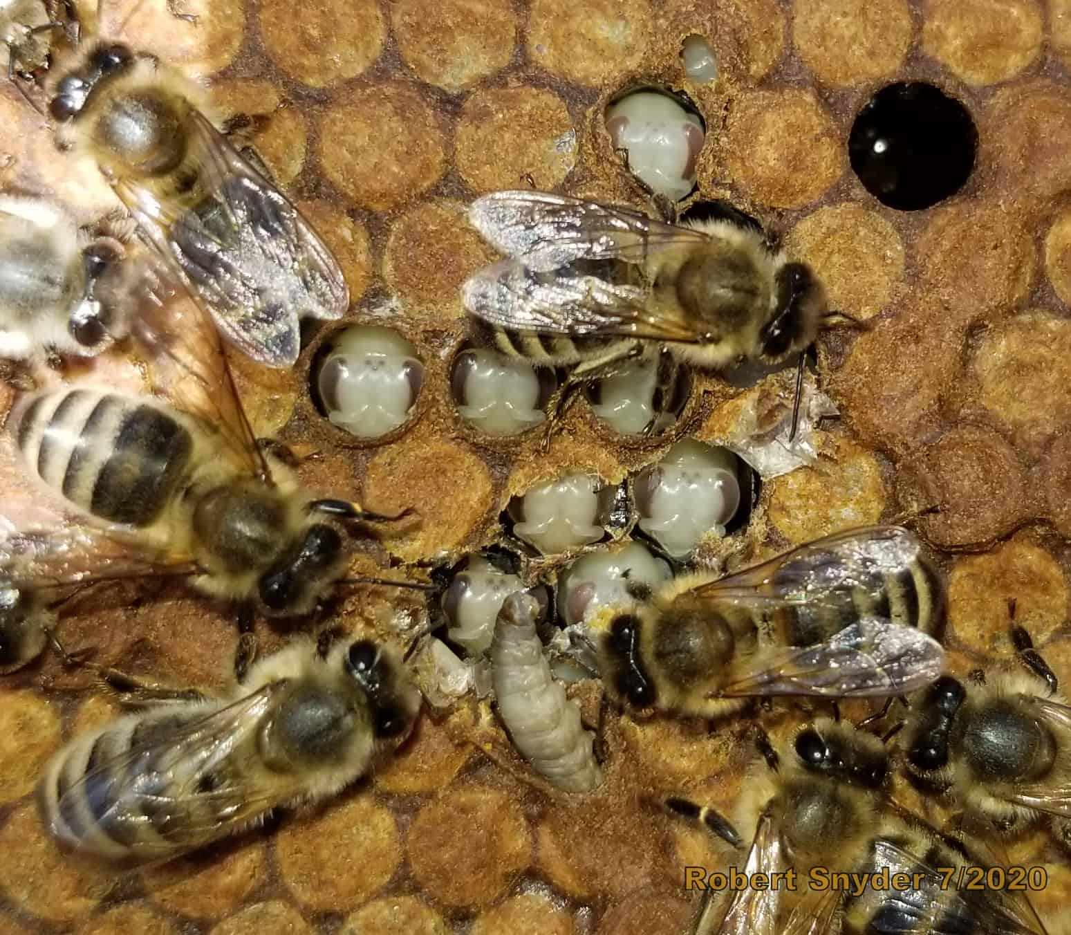 Detecting Wax Moth Larvae in Frames of Sealed Brood – Bee Informed