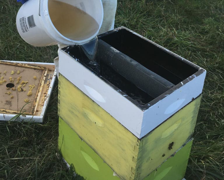 Beekeeper pouring syrup from a 5 gallon pail into a top feeder that is sitting on top of a colony.