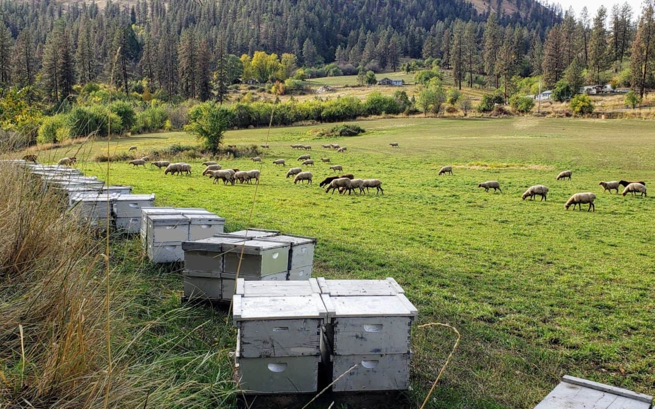 The Bee Informed Partnership Field Specialists’ Report on 2020 Commercial Beekeeping Trends