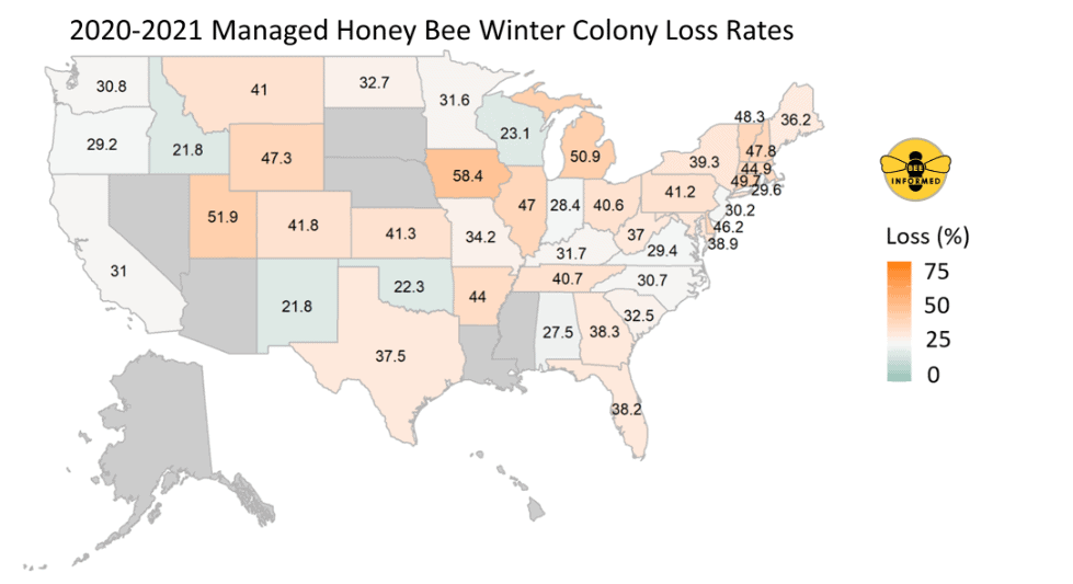 Managed honey bee colony loss rates in the United States for the Winter 2020-21 survey