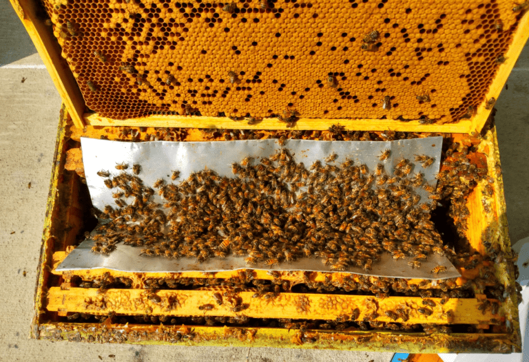 Death Chute with bees (photo by Dan Wyns)