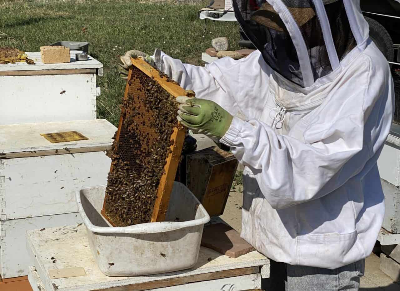 Sampling a frame of bees for a post treatment mite wash (photo by Matt Hoepfinger)