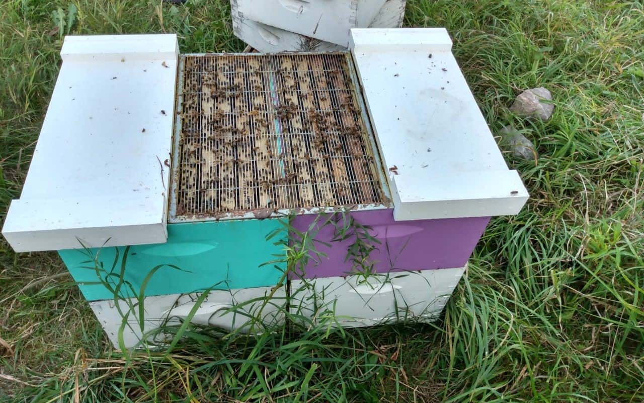Two colonies side by side, or one colony with two queenright broodnests. The shared opening shown in the image allows a single stack of super boxes to overlap and is then accessable from both queenright chambers