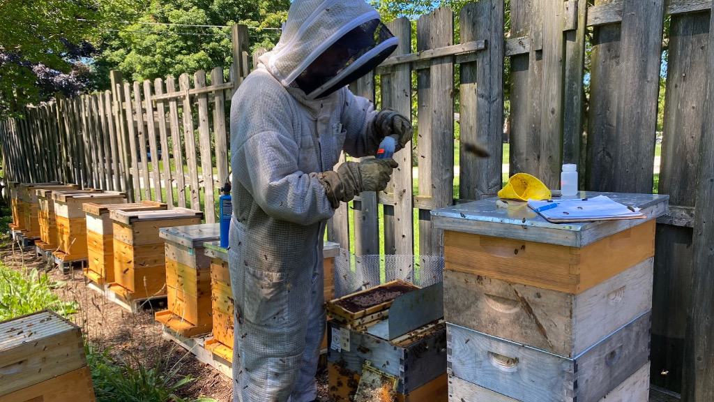 Sentinel Apiary Program 2021 Wrap-Up and 2022 Sign-Up
