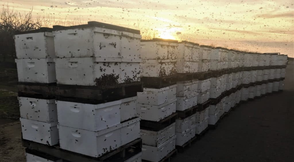 Pallets of unloaded bees drifting