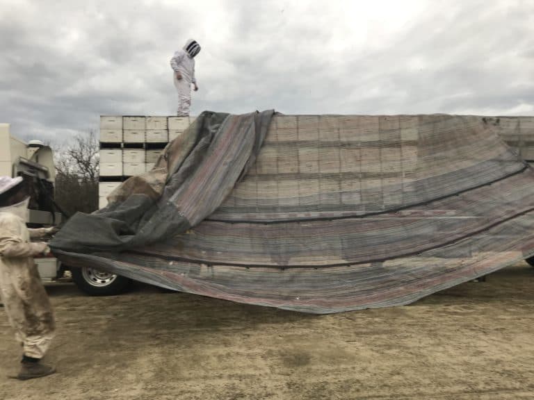 Removing Nets from a Semi Trailer Load of Bees