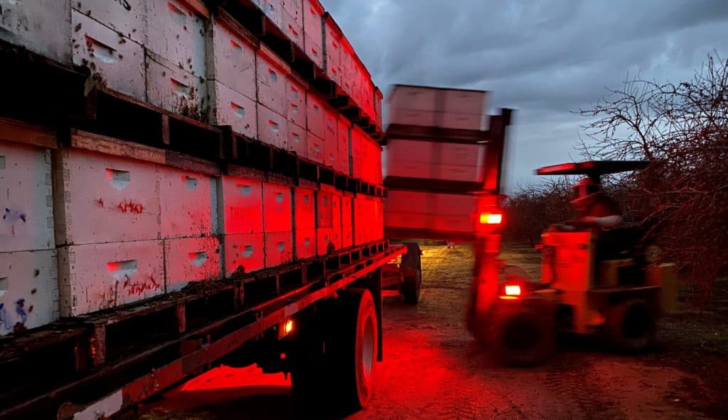 Using Red Lights to Unload Bees at Night