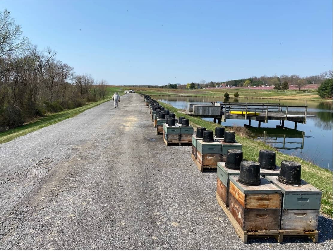 Honey bee colonies on pallets placed temporarily on a road beside a body of water